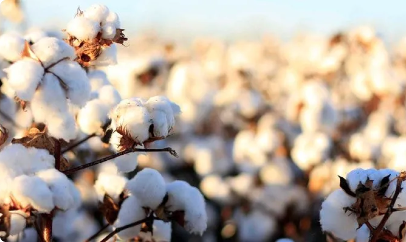 What Makes Egyptian Cotton the Best for Luxury Bedding?